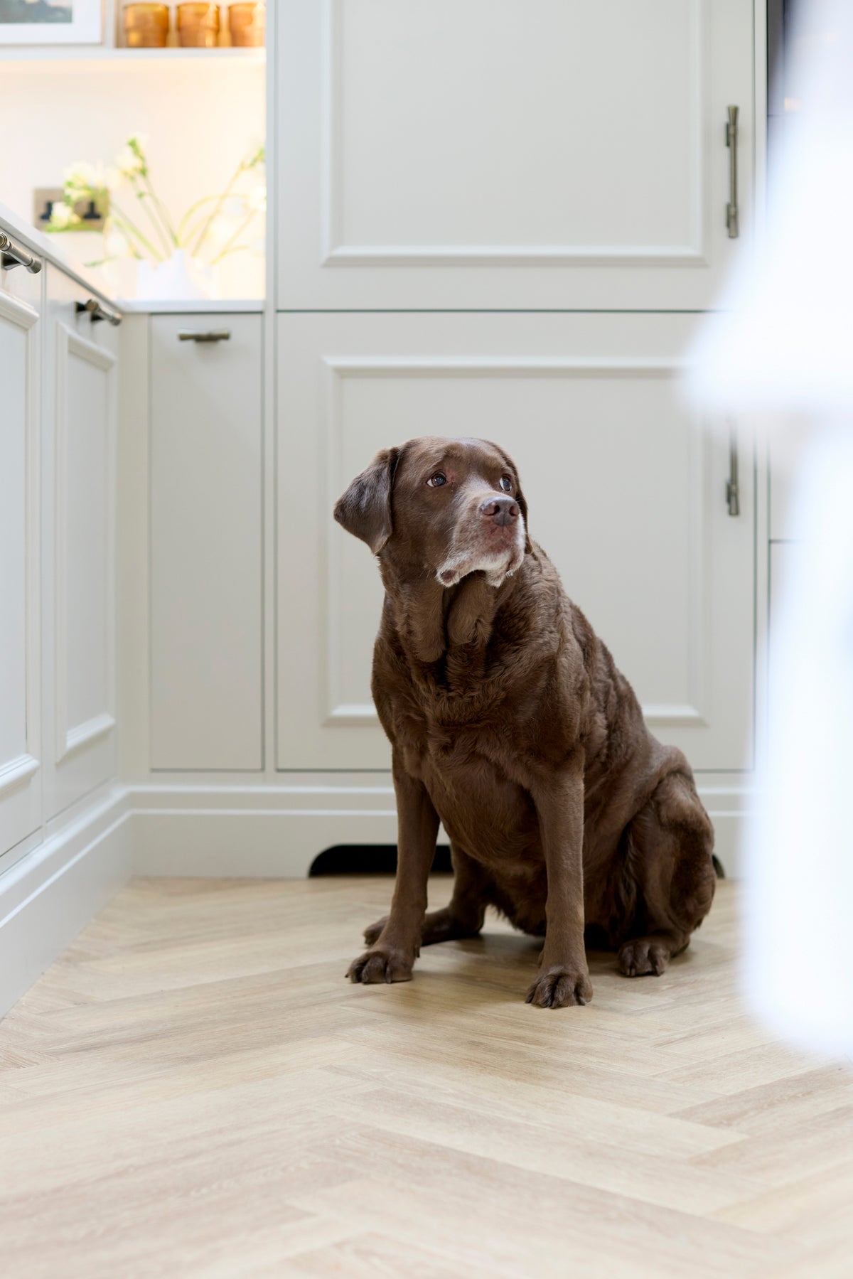 Family dog relaxing in a beautifully designed kitchen